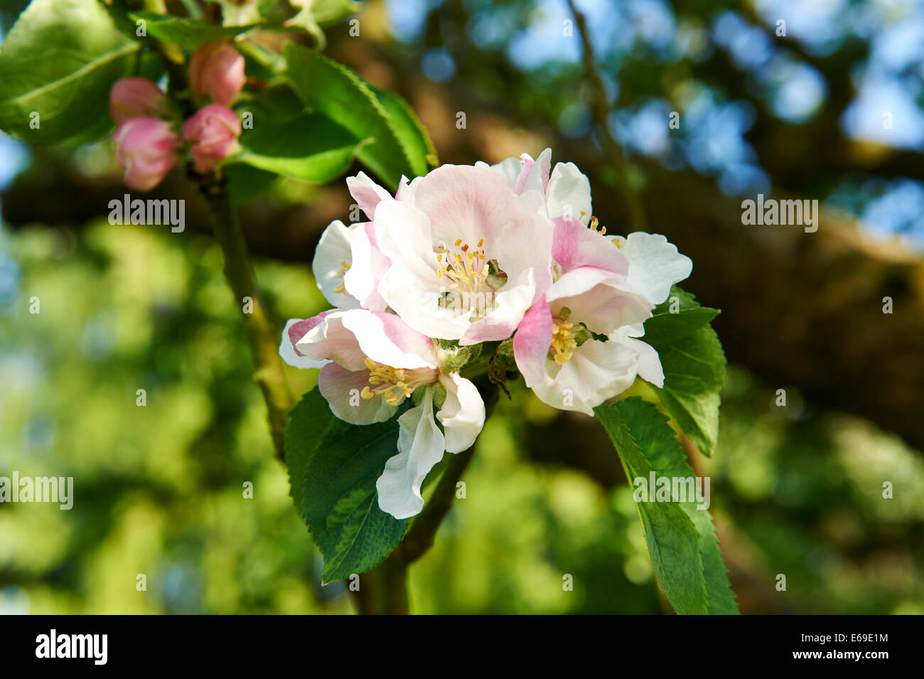 Giardino estivo Apple Blossom Foto Stock