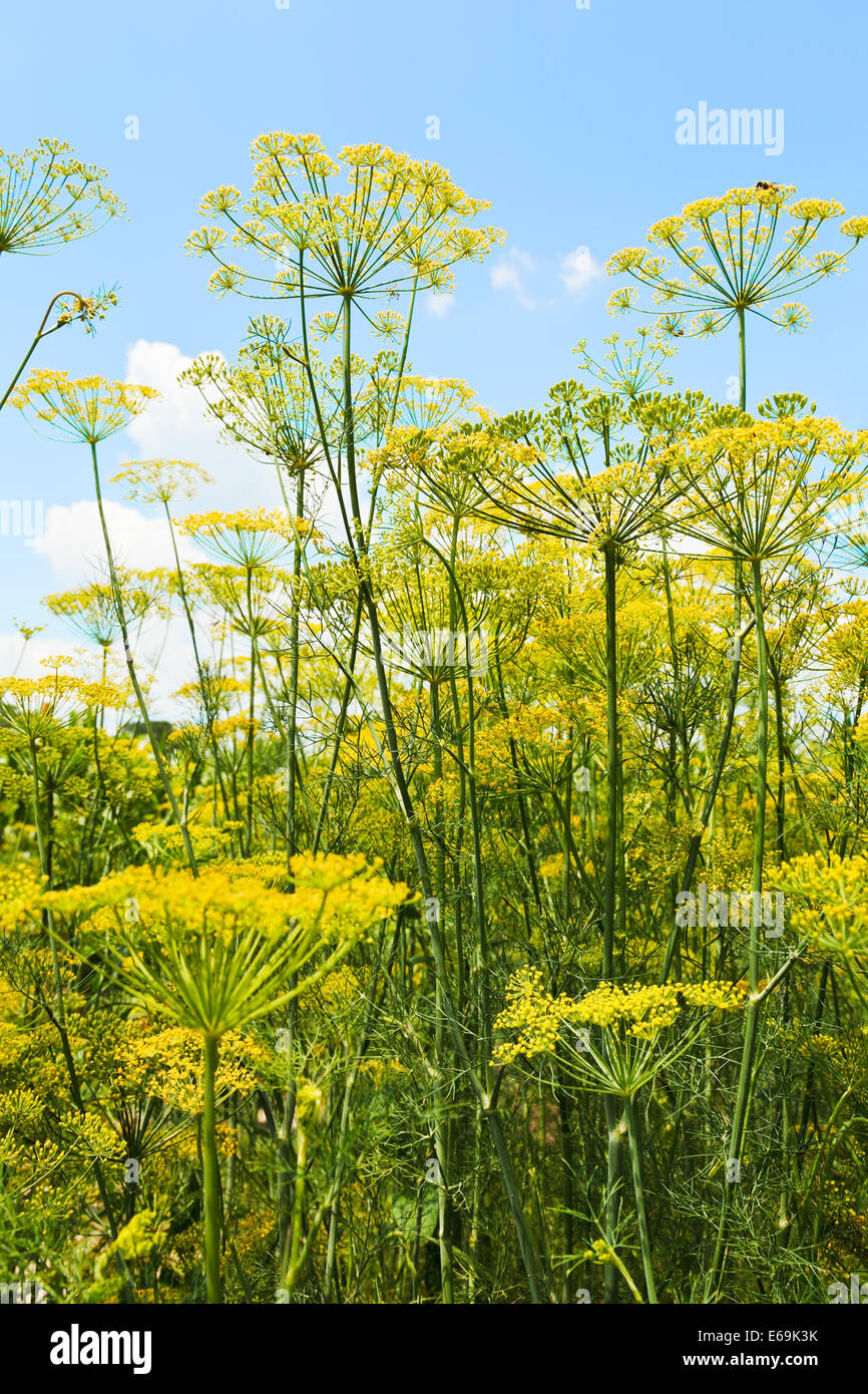 Vista dal basso della fioritura di aneto erbe in giardino con cielo blu sullo sfondo Foto Stock