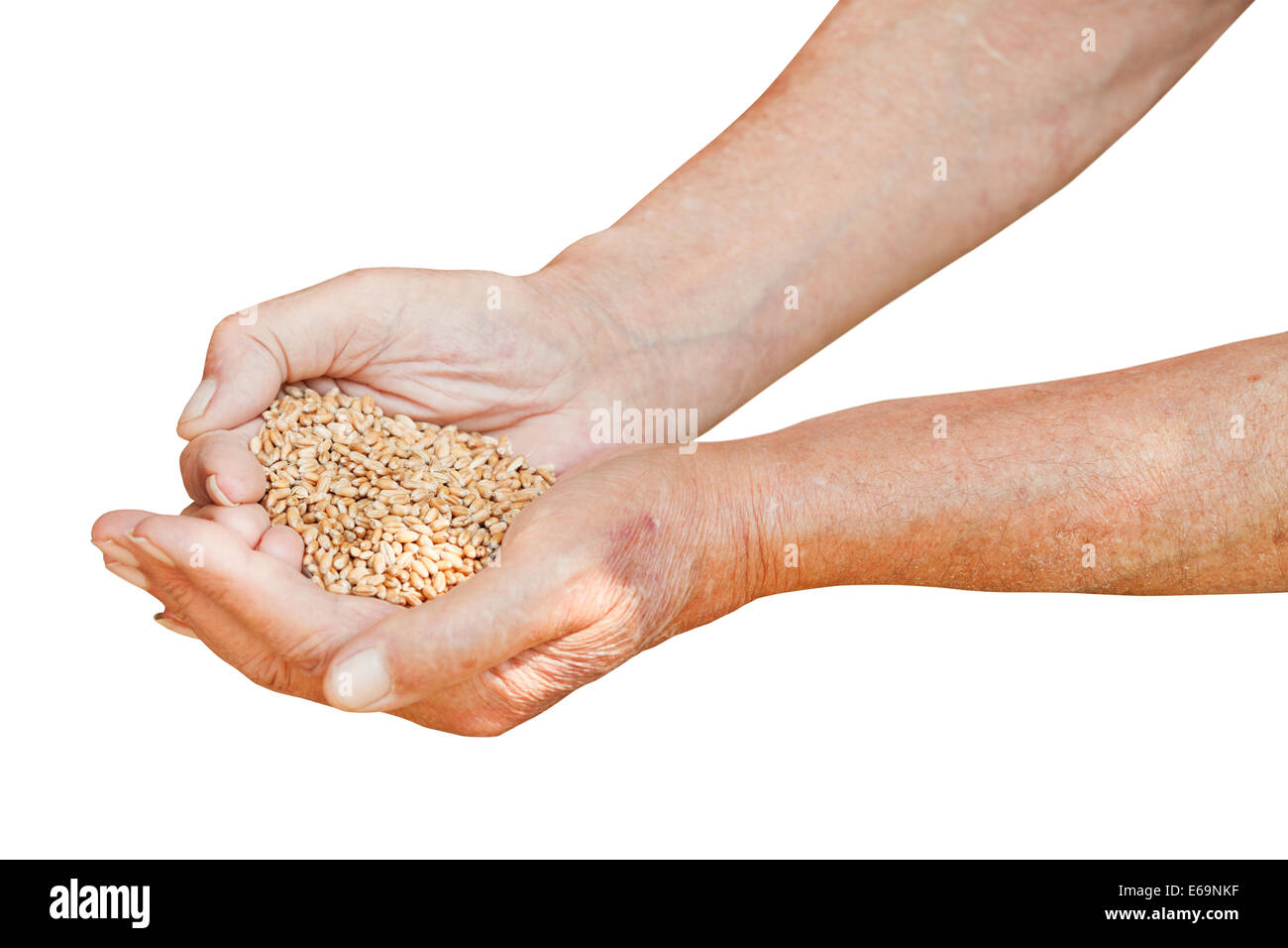 Maschio di tenere le mani manciata con grani di grano isolato su sfondo bianco Foto Stock