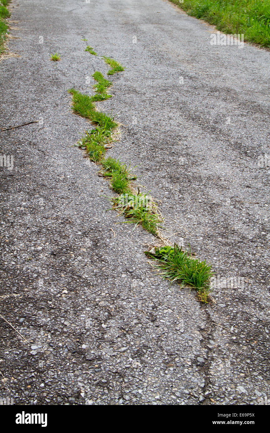 Danni su strada: erba che cresce in asfalto screpolato Foto Stock