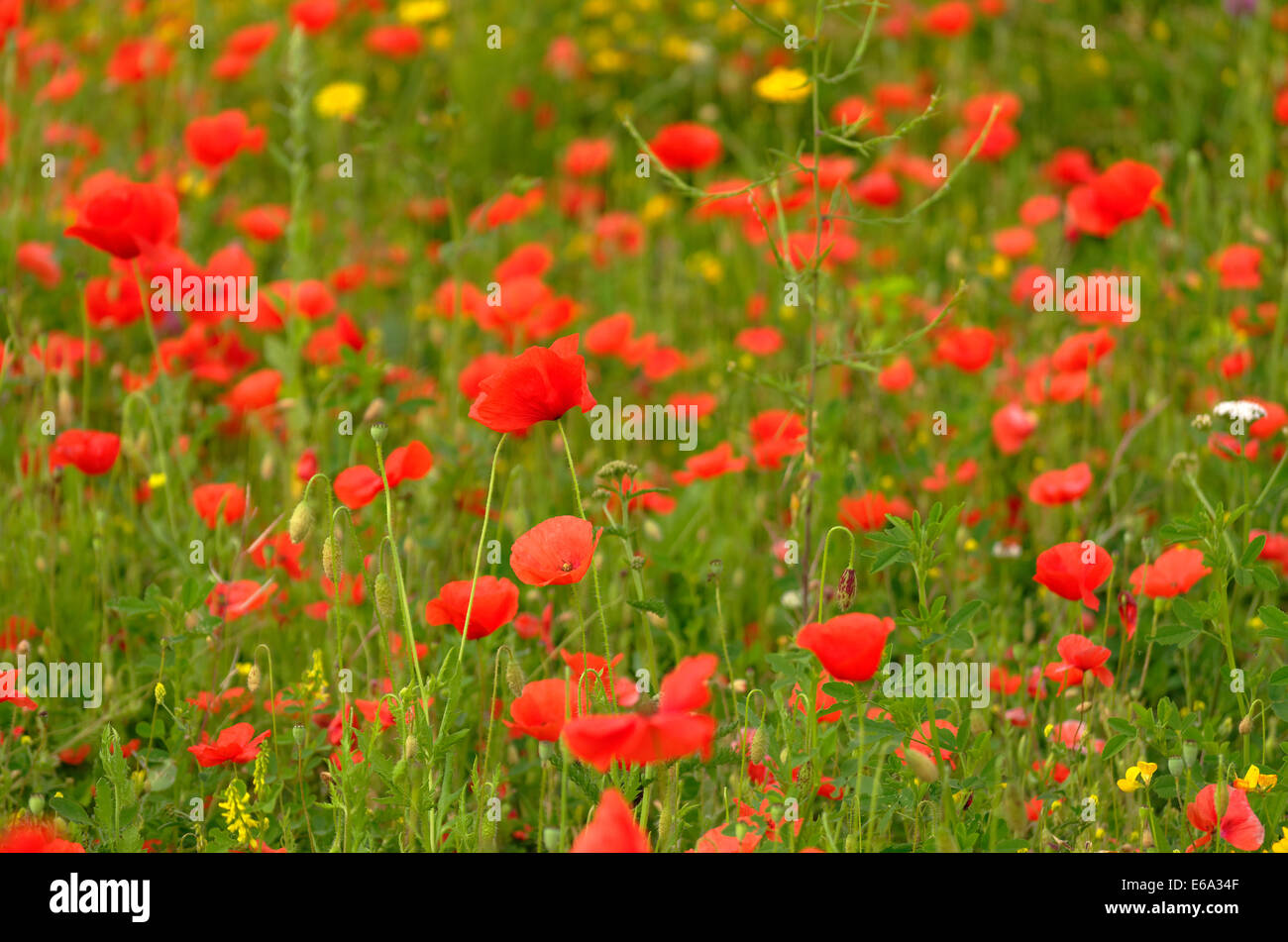 Fiori di prato, papaveri & Renoncules Foto Stock