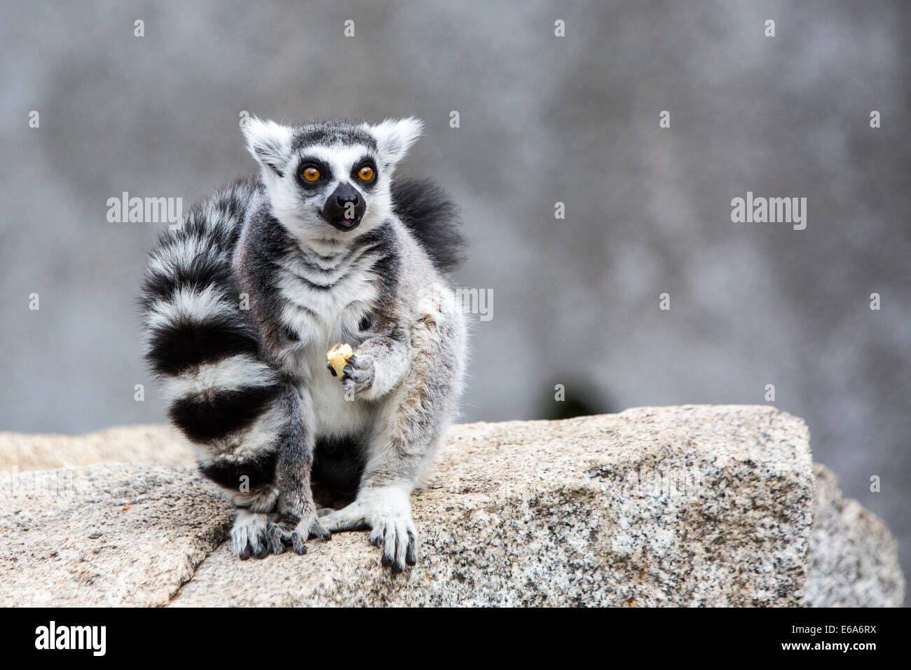Un anello-tailed lemur siede sulla terra e si guarda intorno Foto Stock