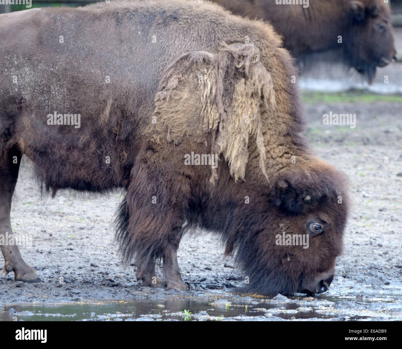 I bisonti americani (Bison bison), anche comunemente noto come il bufalo americano, è un North American specie di bisonti che una volta entrato in roaming Foto Stock