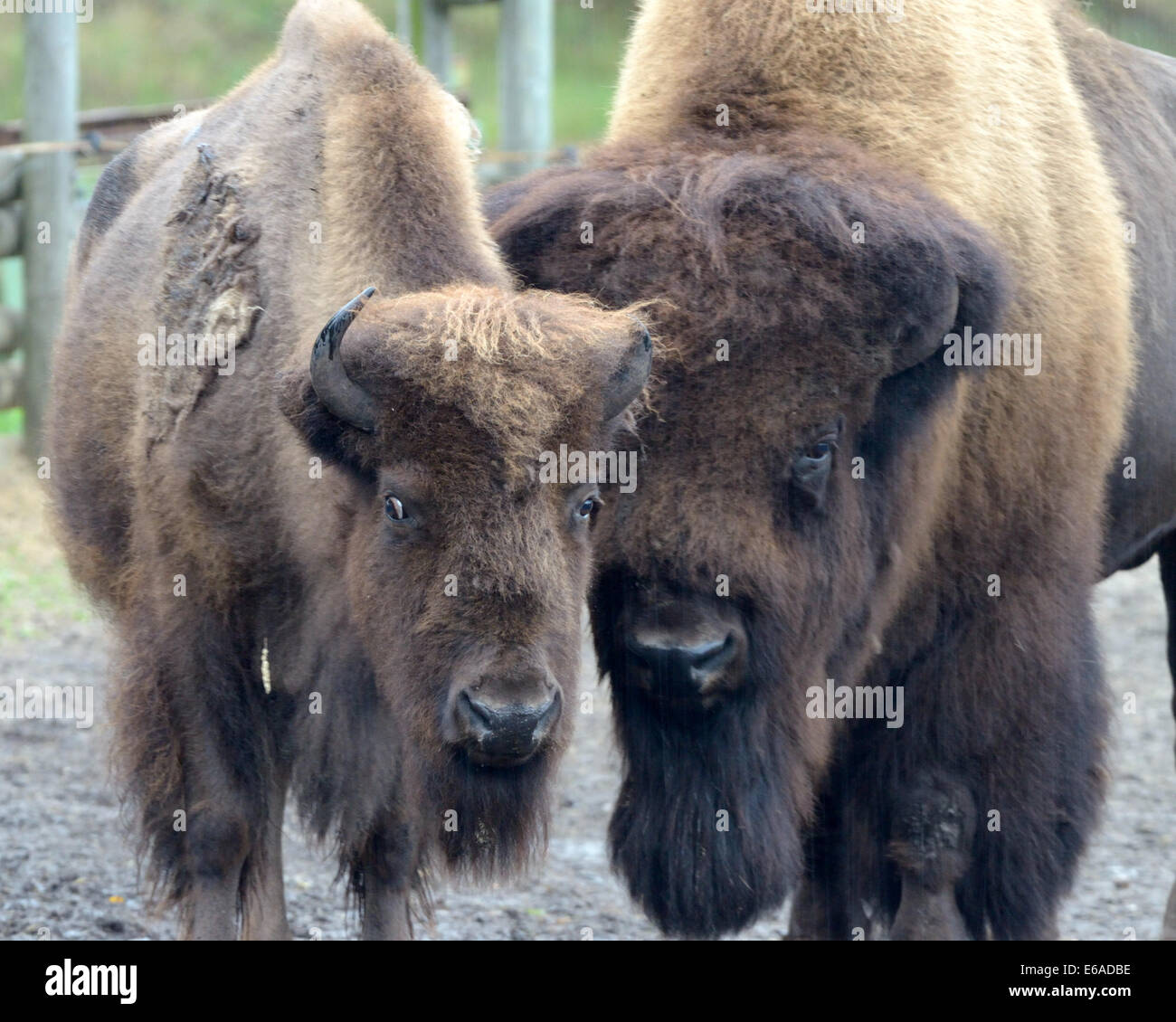 I bisonti americani (Bison bison), anche comunemente noto come il bufalo americano, è un North American specie di bisonti che una volta entrato in roaming Foto Stock