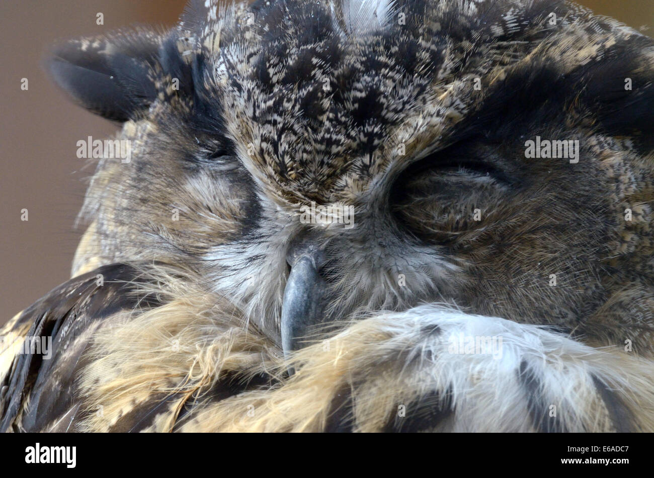 Gufo reale (Bubo bubo) è una specie di gufo reale residente in gran parte di Eurasia. A volte è denominato European eagle- Foto Stock