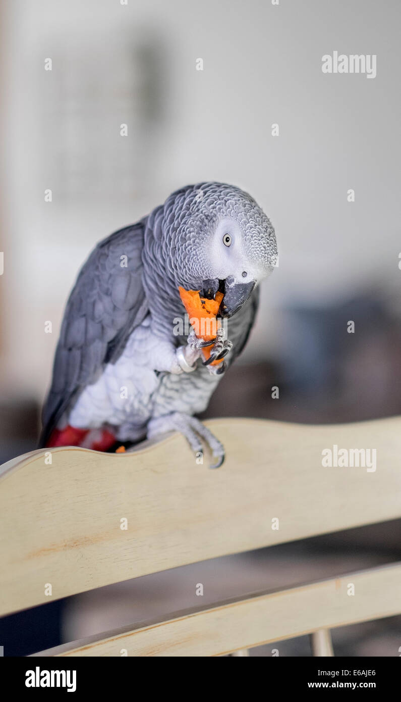 Una femmina di pet pappagallo grigio africano,Psittacus erithacus, mangia un raw baby carota mentre appollaiato sul retro di una sedia in legno. Foto Stock