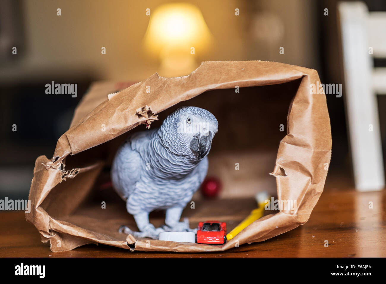 Una femmina di pappagallo grigio africano, Psittacus erithacus, riproduce in un marrone sacco carta. Foto Stock