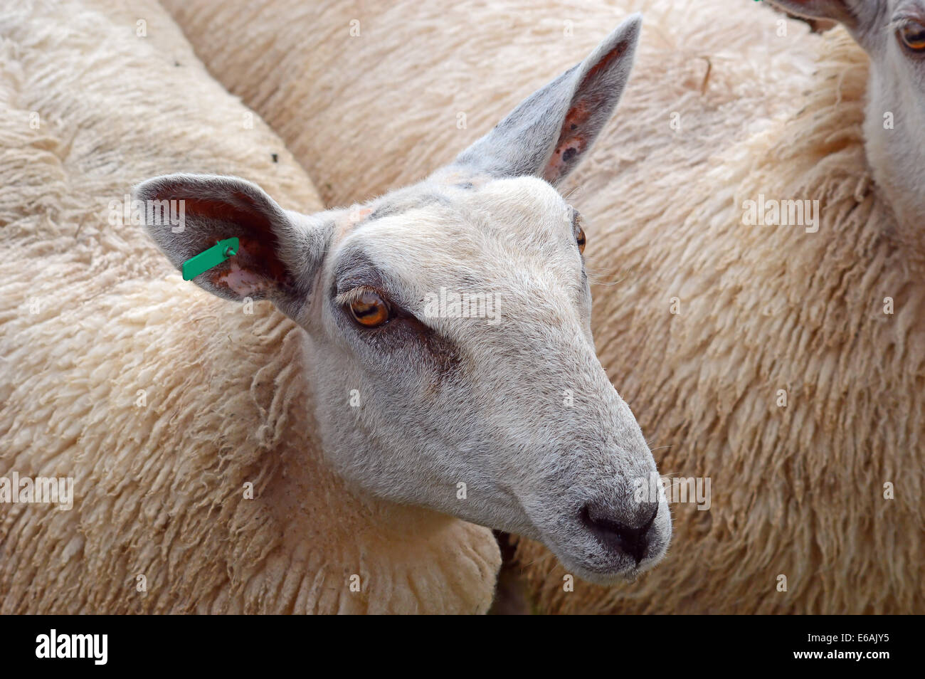 Ritratto delle pecore Foto Stock