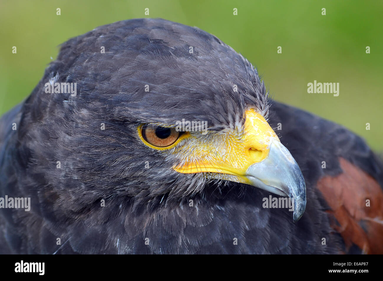 Harris hawk (Parabuteo unicinctus) lato su close up della testa e becco Foto Stock