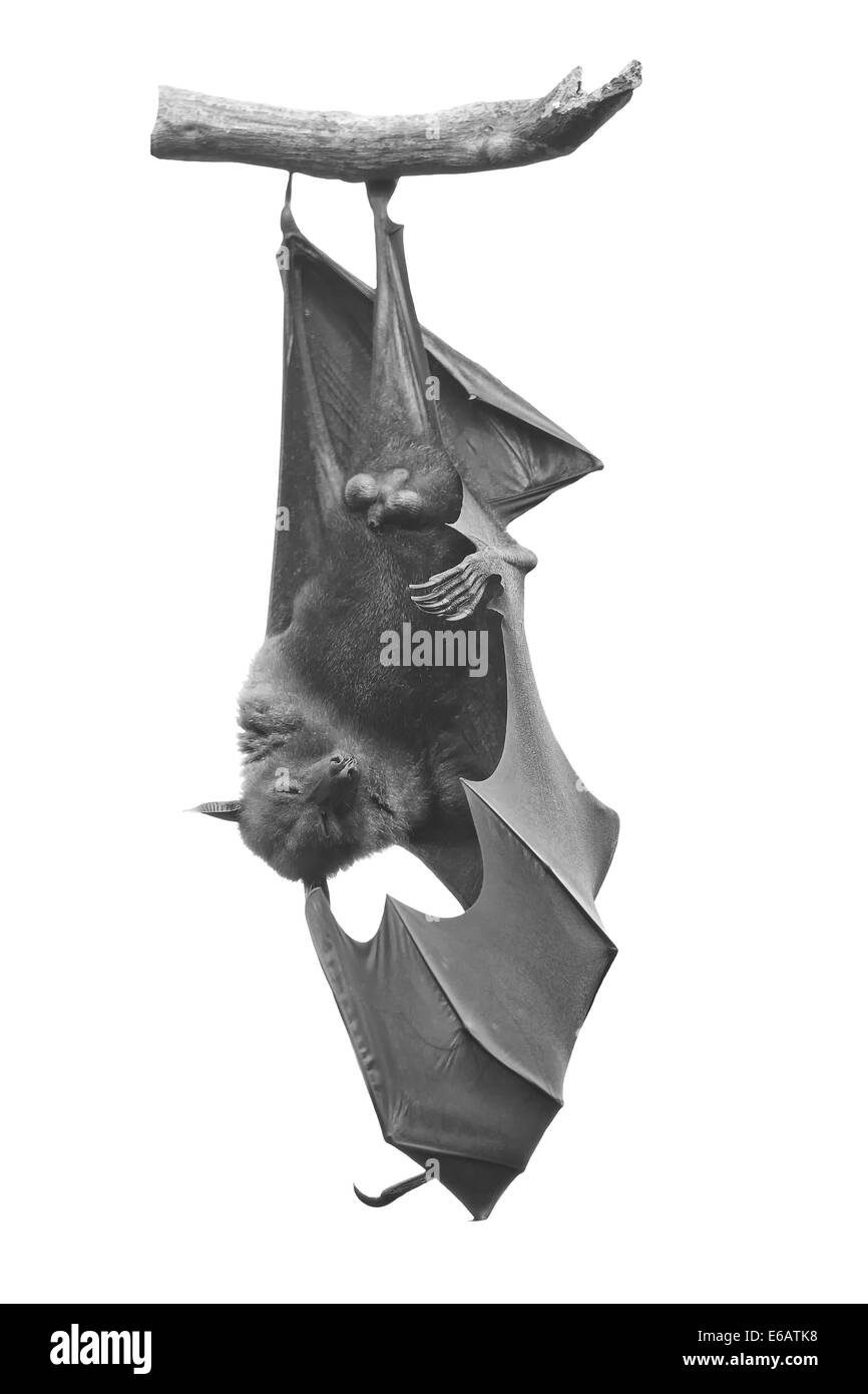 Grande Bat, appeso Flying Fox (Pteropus vampyrus) in bianco e nero Foto Stock