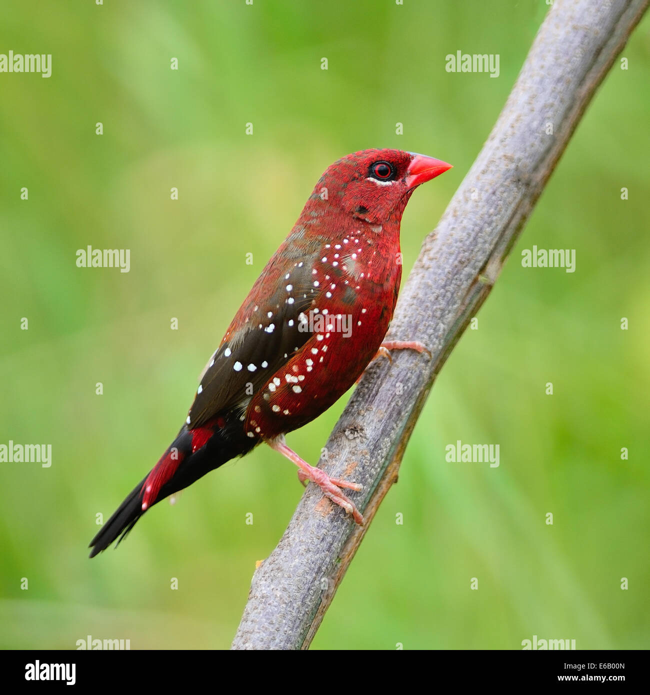 Bellissimo uccello rosso, maschio maturo Red Avadavat (Amandava amandava) sull'allevamento del piumaggio stagione, Profilo laterale Foto Stock