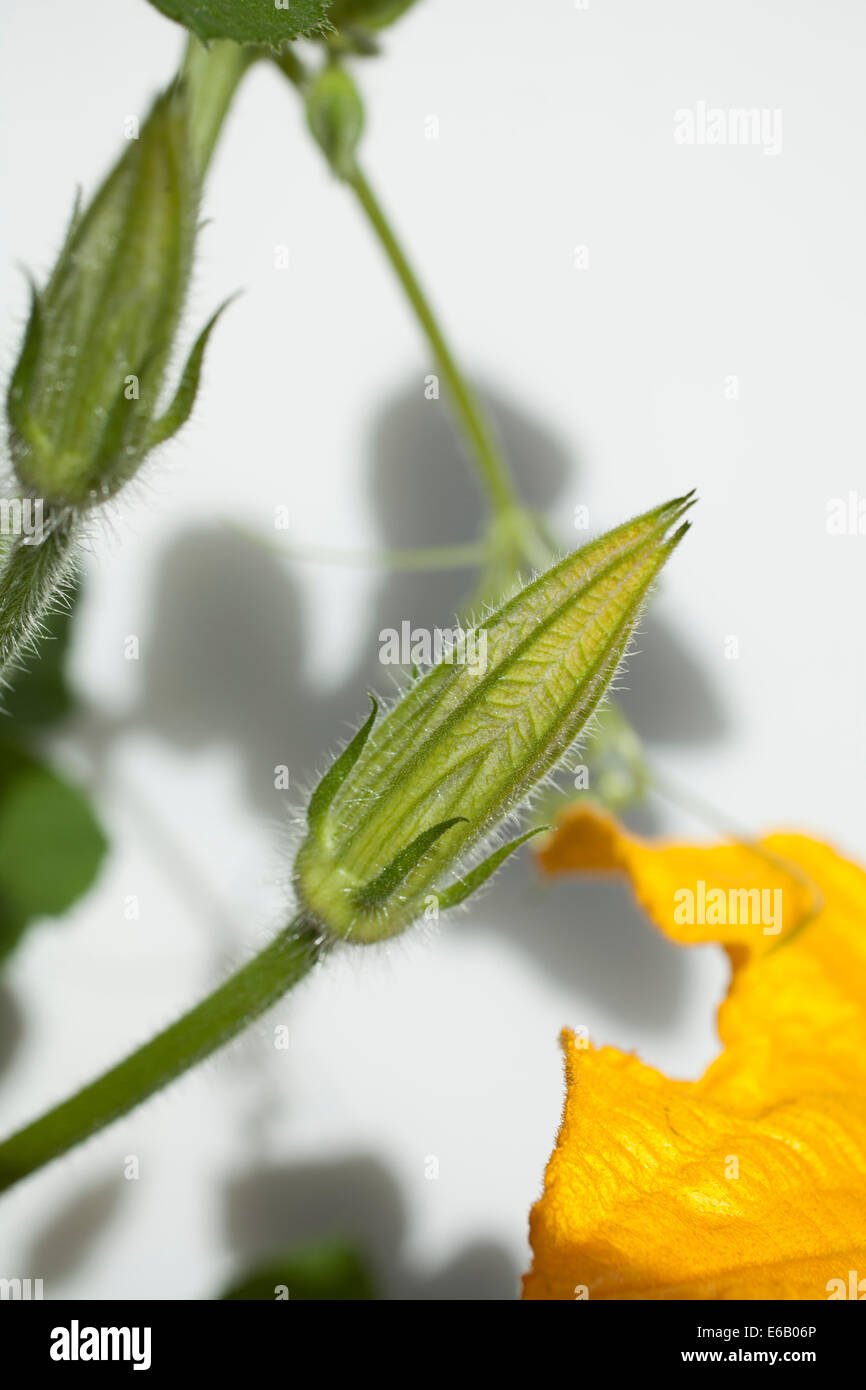 Primo piano dello squash bud e fiore su una soleggiata giornata estiva. Foto Stock