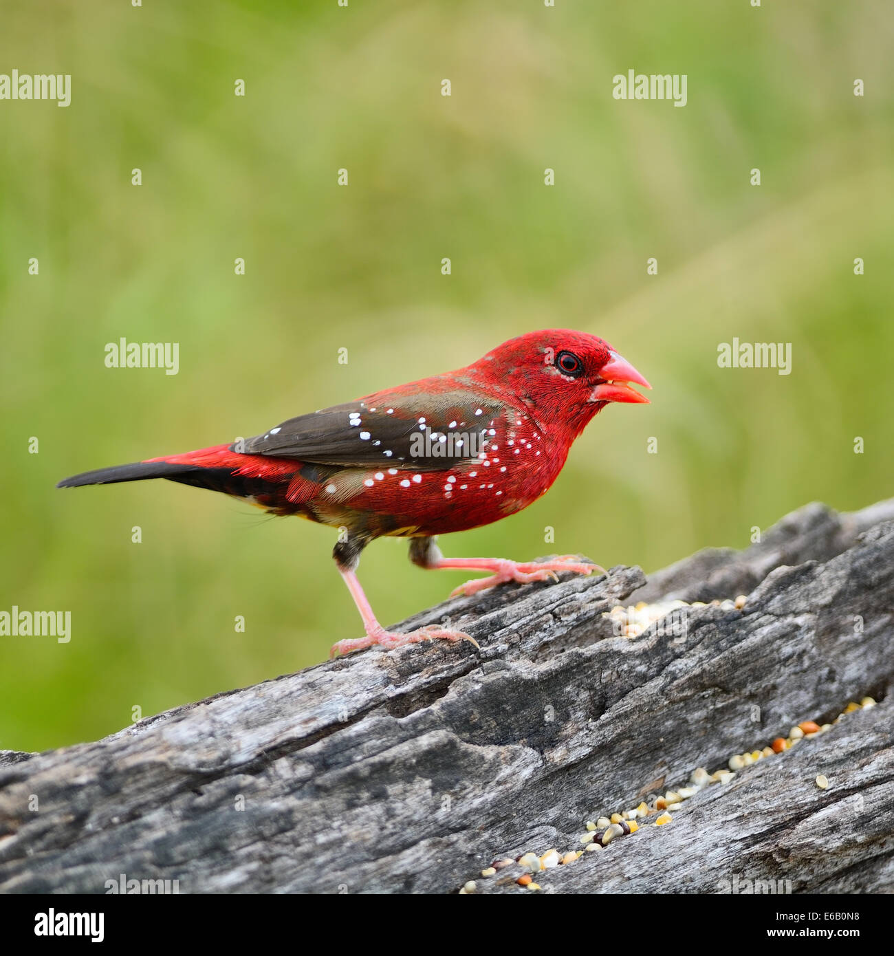 Bellissimo uccello rosso, maschio maturo Red Avadavat (Amandava amandava) sull'allevamento del piumaggio stagione, Profilo laterale Foto Stock