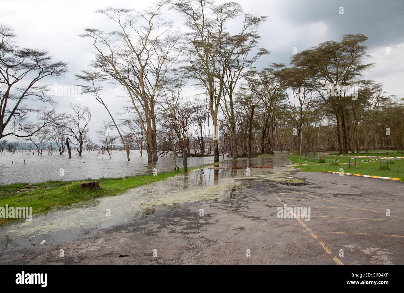 Strada chiusa a causa degli elevati livelli di lago e di inondazione in entrata al lago Nakuru National Park Kenya Africa orientale Foto Stock