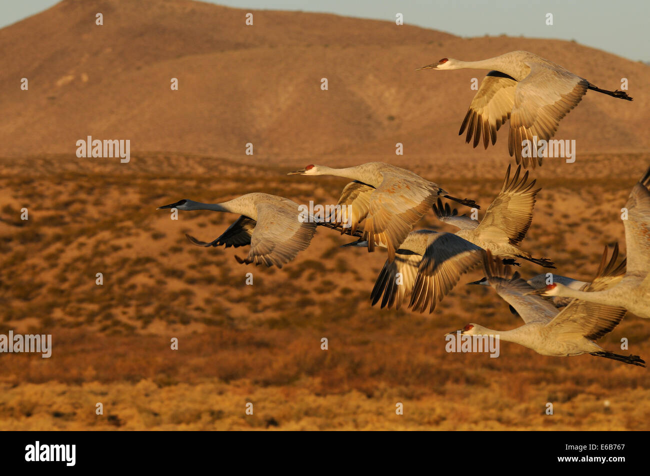 Sandhill gru volando sopra l'acqua a Bosque del Apache National Wildlife Reserve, Nuovo Messico USA Foto Stock