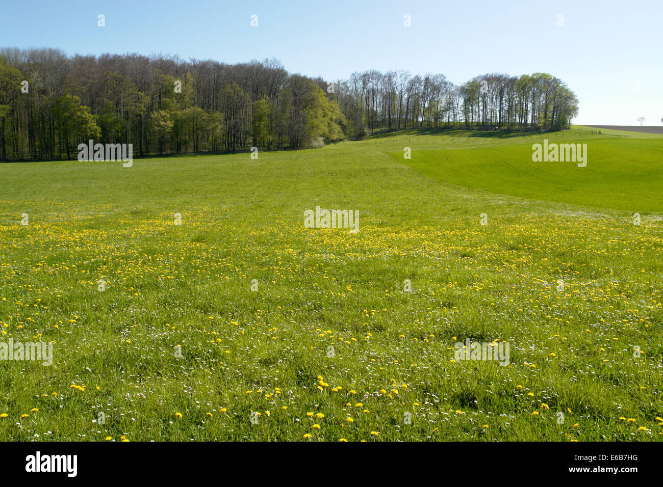 Bordo della foresta e il giallo il prato fiorito nel sud della Germania al tempo della molla Foto Stock