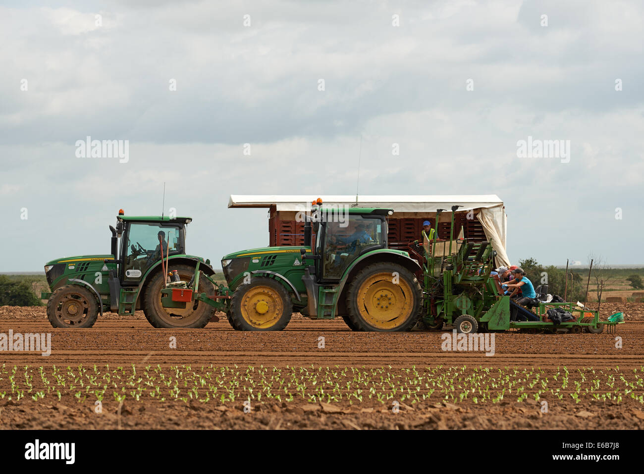 Lavoratori immigrati dall Europa orientale di piantare le lattughe in una fattoria Bawdsey, Suffolk, Regno Unito. Foto Stock