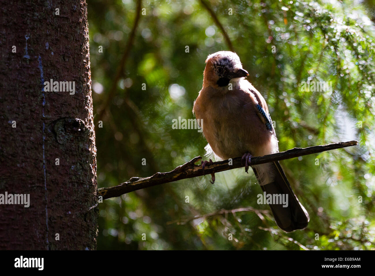 Jay (Garrulus glandarius) Scozia, Regno Unito Foto Stock