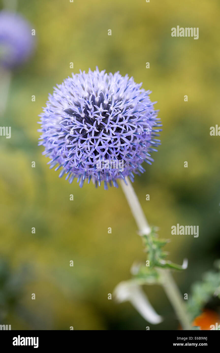 Fioritura Globe Thistle (Echinops ritro) Foto Stock