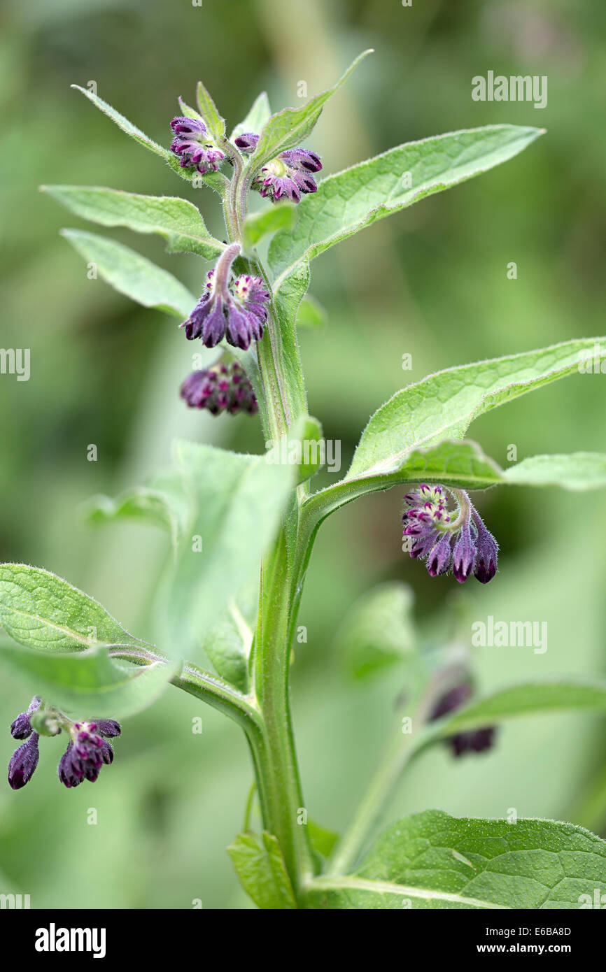 Comfrey comune (Symphytum officinale) con fiori viola e boccioli Foto Stock