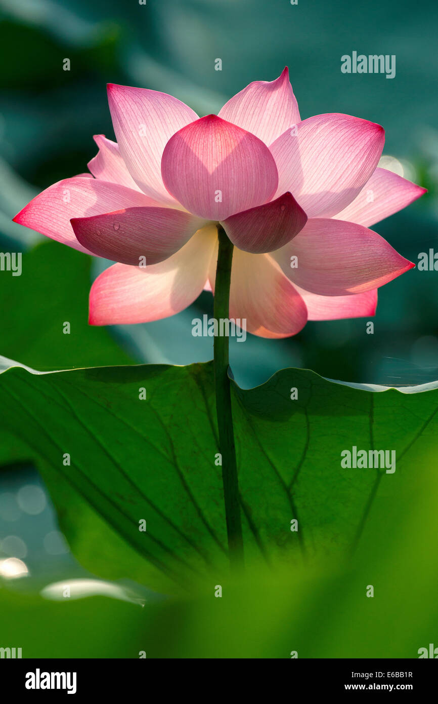 Fiore di loto nel campo Foto Stock