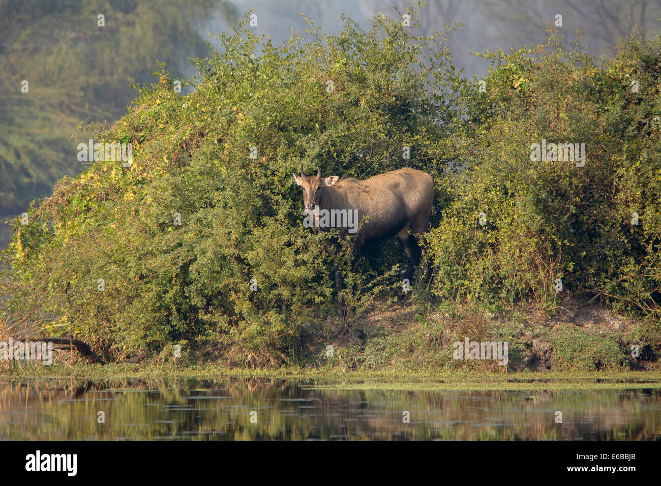 Un maschio Nilgai (blu bull) di masticazione e rilassante tra i piccoli alberi in prossimità di acqua Foto Stock