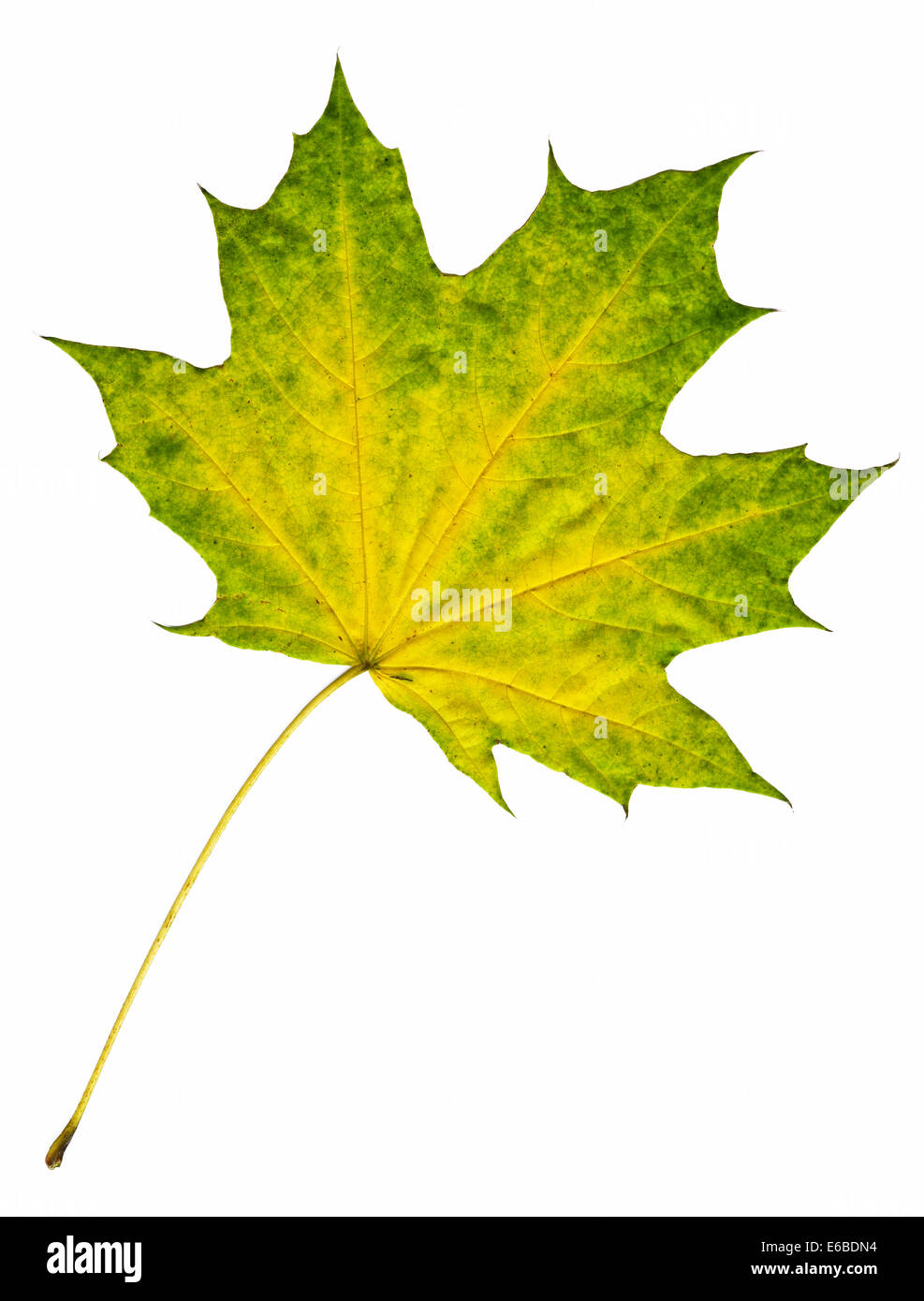 Maple autumn leaf isolati su sfondo bianco Foto Stock