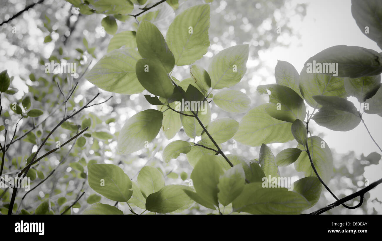 È possibile visualizzare fino a pioppi neri americani alberi con elaborazione a portare un look sognante. Foto Stock
