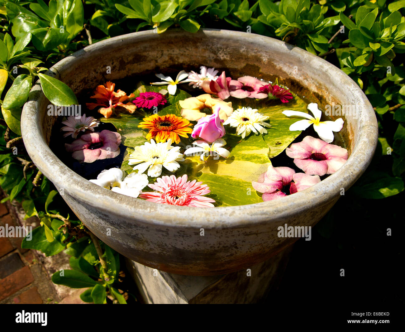Bellissimi fiori colorati in un vaso da fiori in Asia Foto Stock