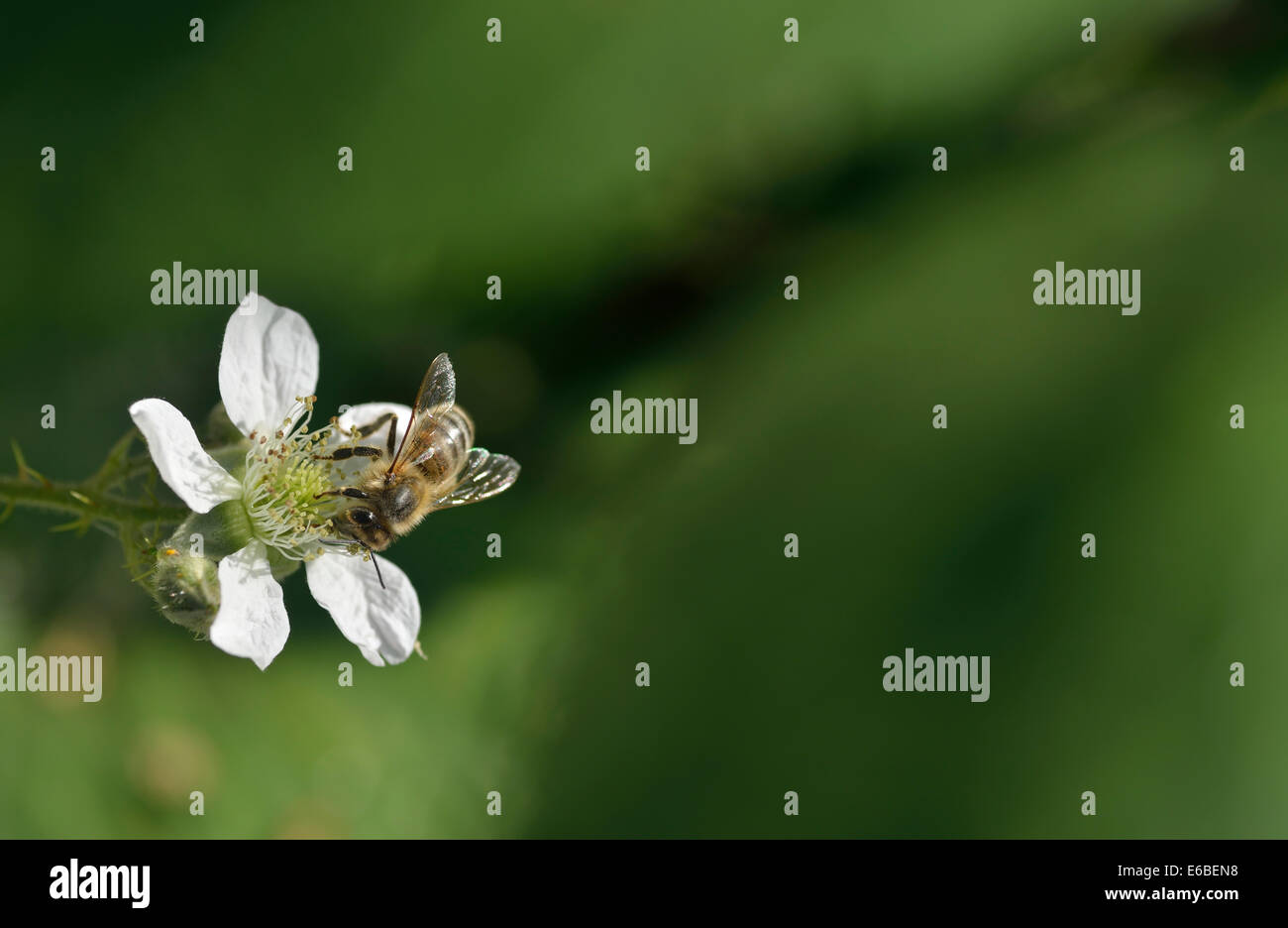 Ape su blackberry (rovo) fiore. Immagine presa a Blackwater Valley, Berkshire, Regno Unito Foto Stock