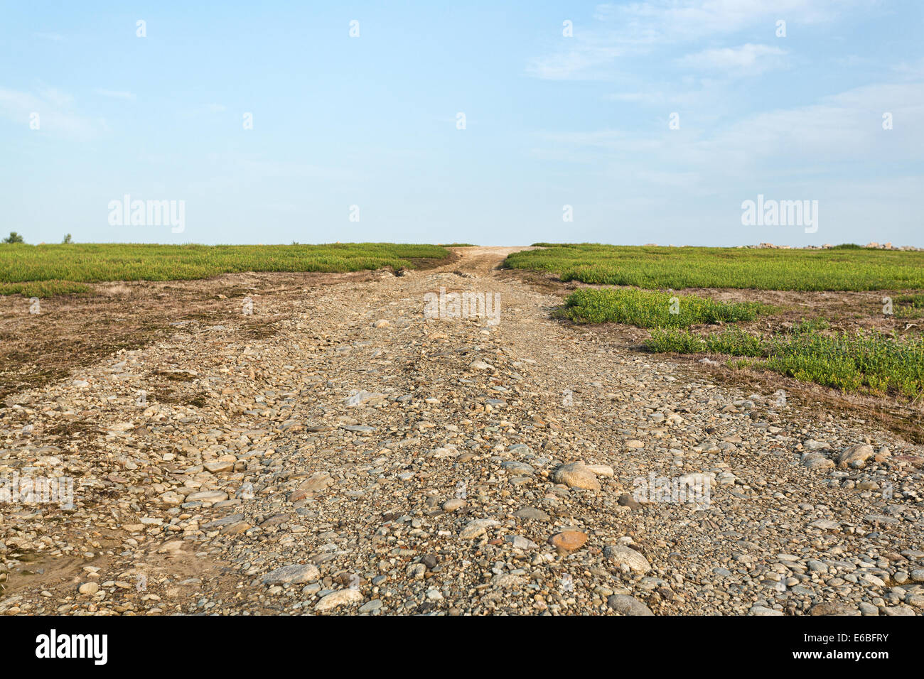 Una utilità di ghiaia strada di accesso tra i campi di mirtillo nelle zone rurali del Maine. Foto Stock
