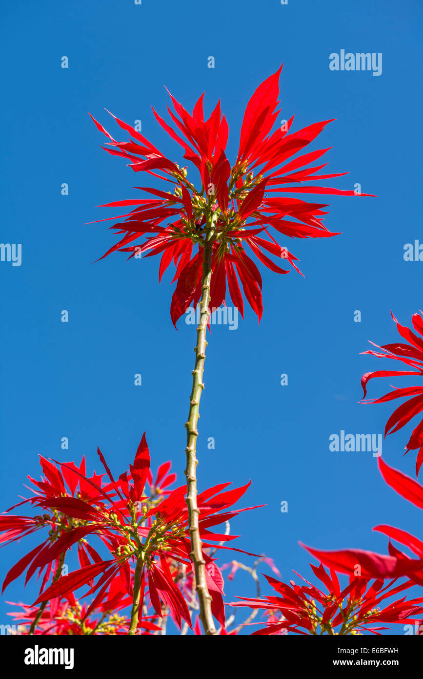Vibrante e colorata Euphorbia pulcherrima pianta. Foto Stock