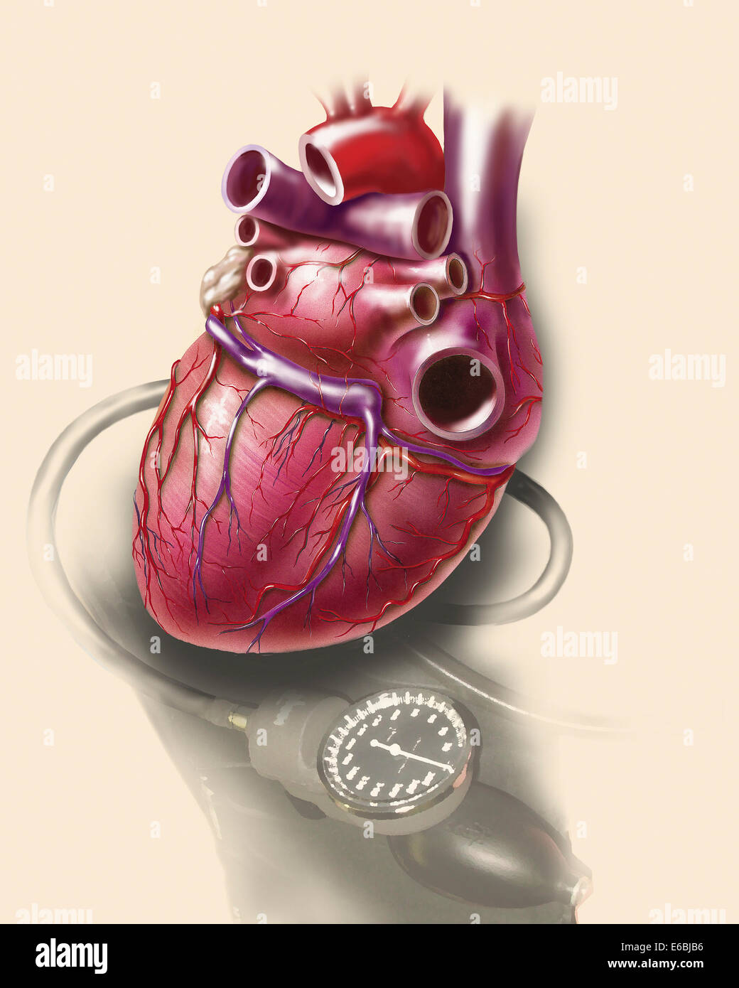 Vista posteriore del cuore umano sulla foto del bracciale per la misurazione della pressione sanguigna. Foto Stock