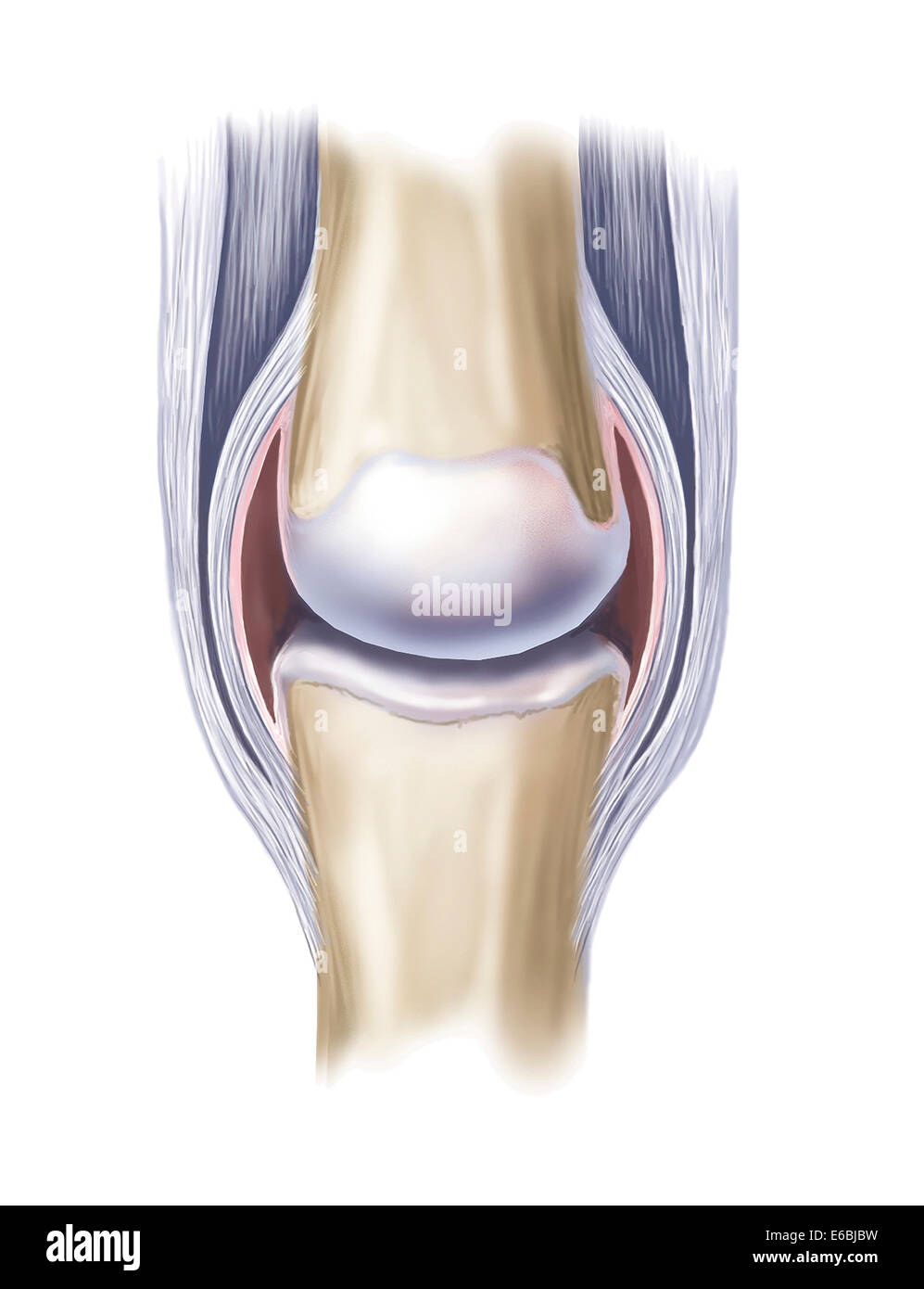 Tipico giunto sinoviale. Foto Stock