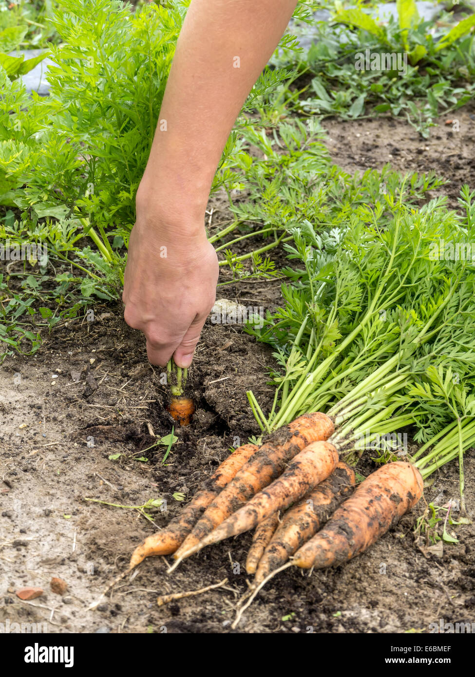 Vista dettagliata del giardiniere femmina la mano di sradicamento carota fresca dal suo cantiere vegetale Foto Stock