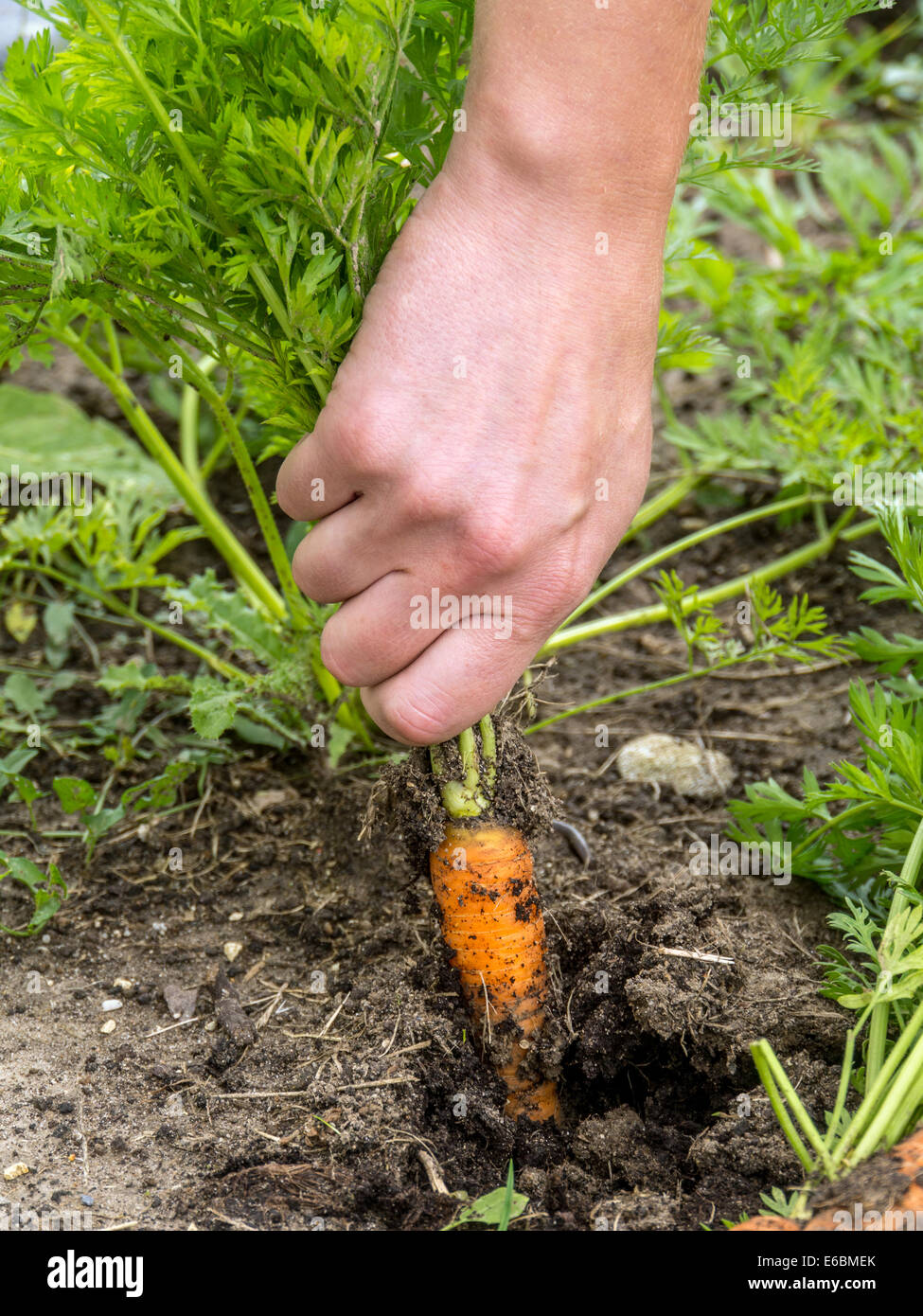 Vista dettagliata del giardiniere femmina la mano di sradicamento carota fresca da orto Foto Stock