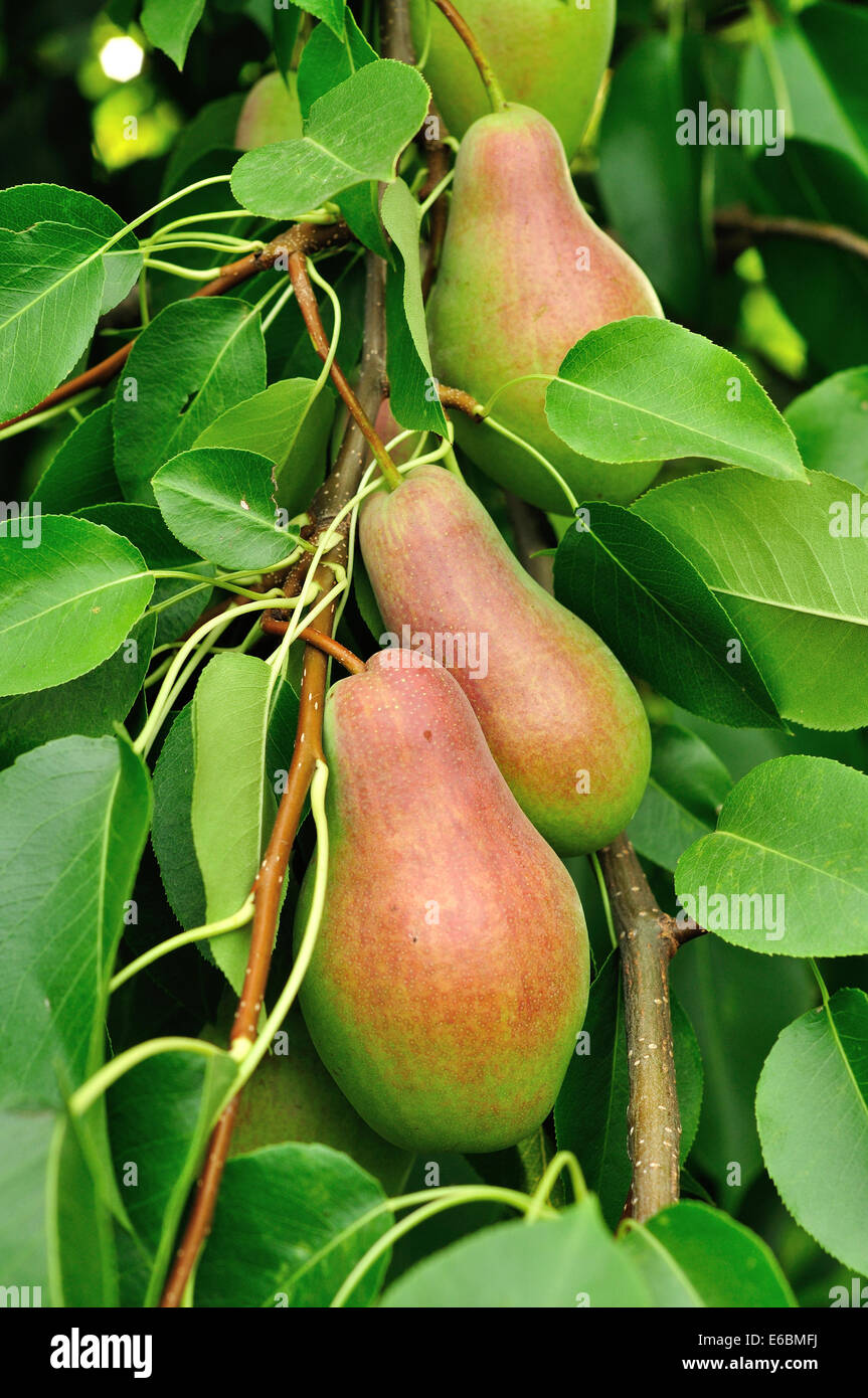 Le pere sul ramo di pear tree Foto Stock