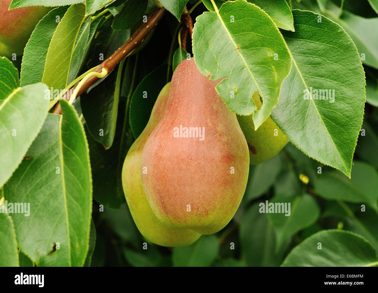 Due pere sul ramo di pear tree Foto Stock