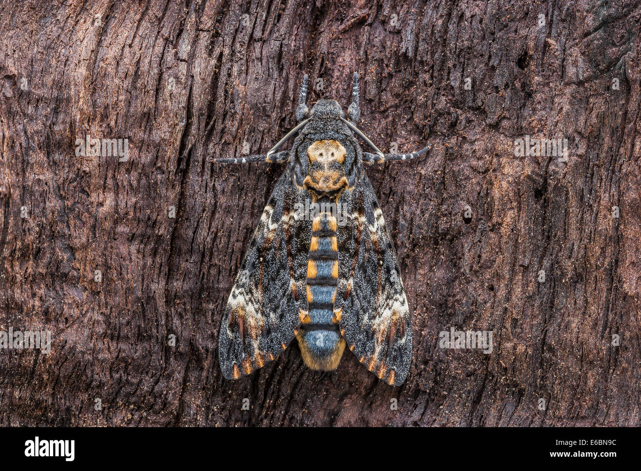La morte della testa (Hawkmoth Acherontia atropo) appoggiato sul legno ruvido. Questo iconico specie è noto per il cranio come marcatura. Foto Stock