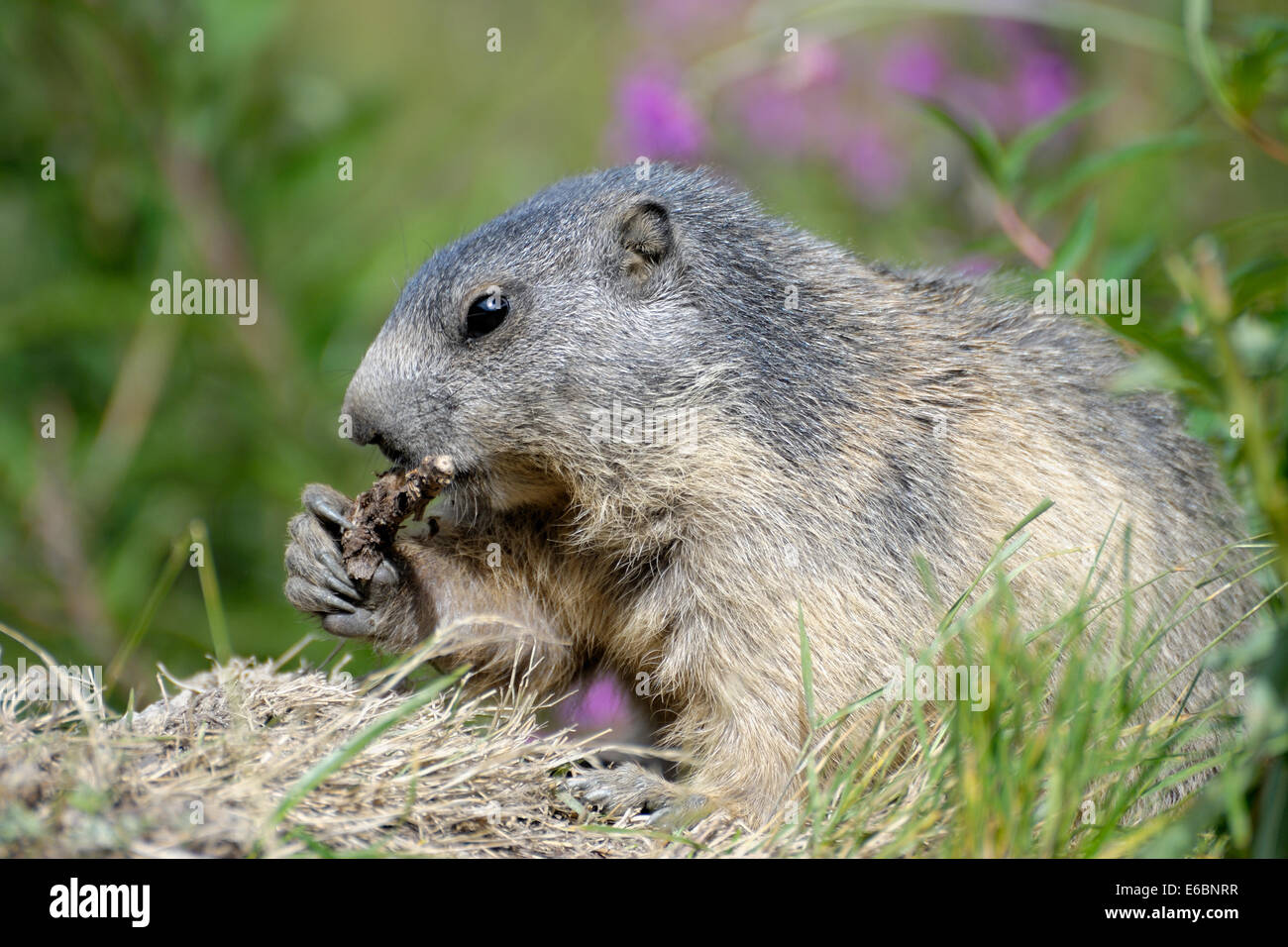 La marmotta masticare la radice di una pianta nelle Alpi svizzere nei pressi del villaggio di Saas-Fee Foto Stock