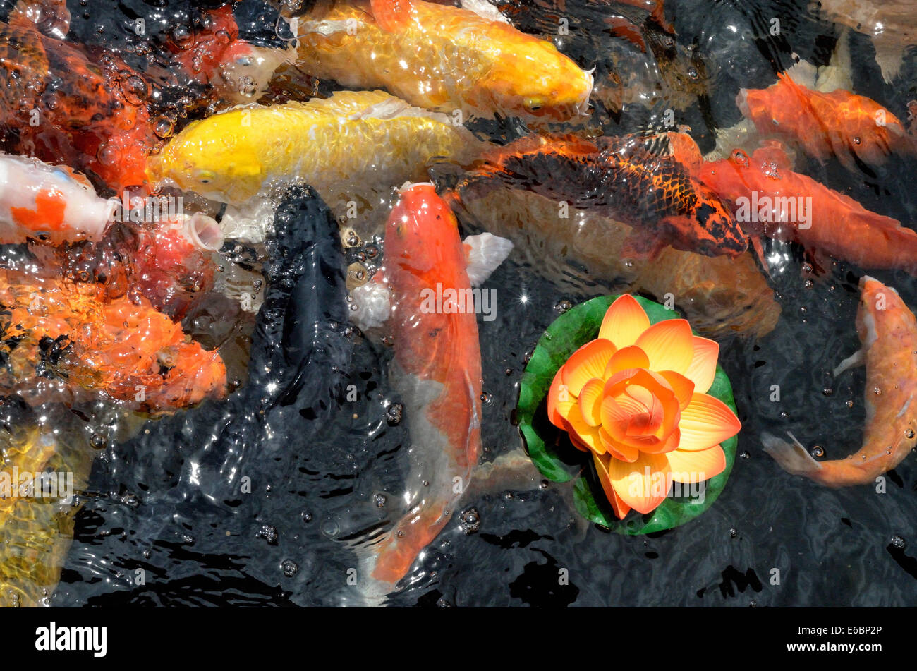 Pesci Koi carpe giapponesi nuoto in stagno Foto Stock