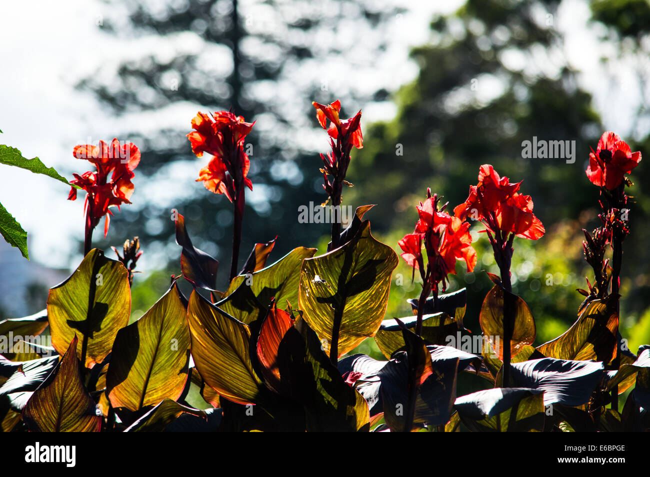 Colori sorprendenti di fiori in Australian Botanic Gardens evidenziata mediante la trasmissione via IR di sole. Foto Stock