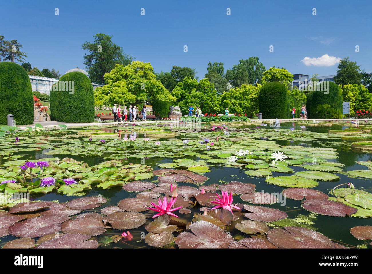 Lily Pond, moresca, giardino zoologico Wilhelma e Giardini Botanici, Stoccarda, Baden-Württemberg, Germania Foto Stock