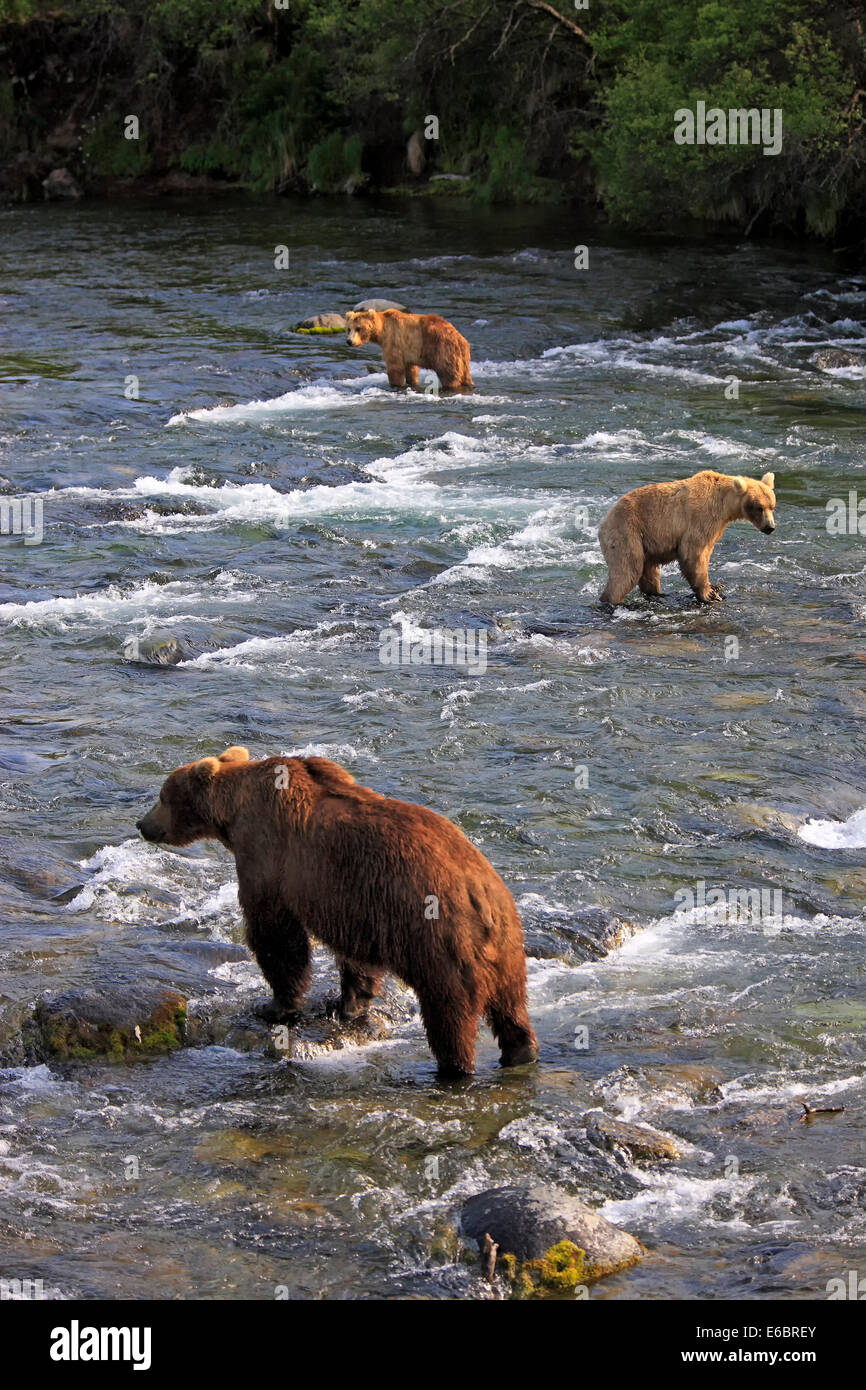 Orso grizzly (Ursus arctos horribilis), tre orsi foraggio per il cibo in acqua, fiume Brooks, Katmai National Park e Foto Stock