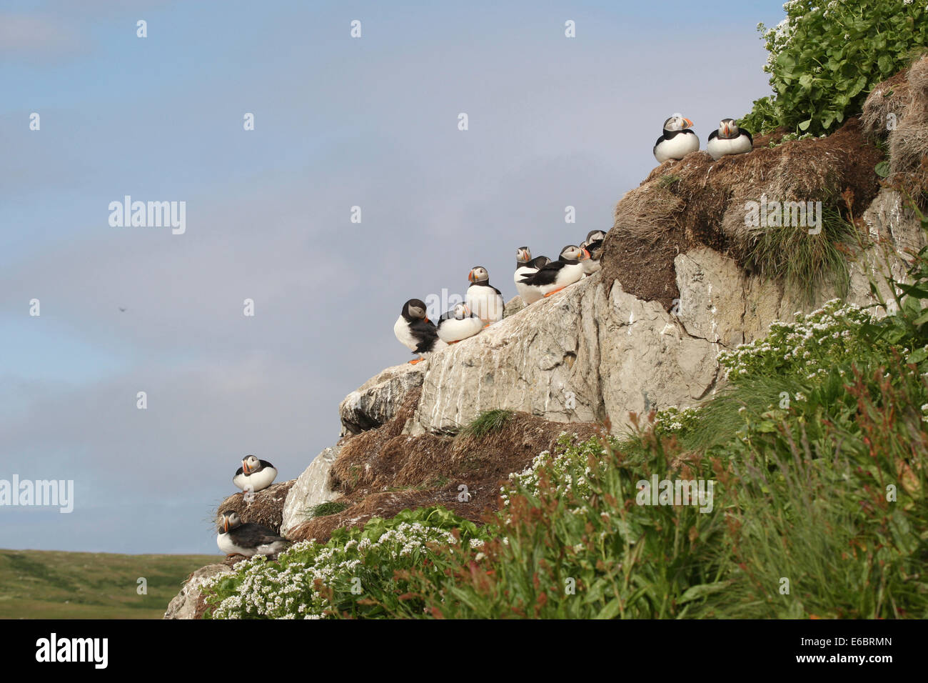 I puffini (Fratercula arctica), Bird Island Hornøya, Varanger, Norvegia Foto Stock