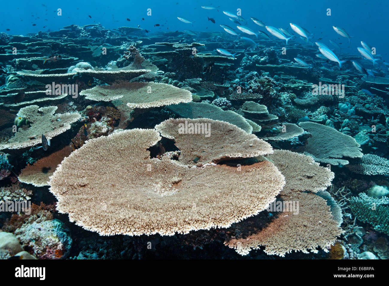 Il Reef piatto con tabella Acropora coral (Acropora hyacinthus), variabile-rigato fusiliers (Caesio varilineata), l'Oceano Indiano Foto Stock