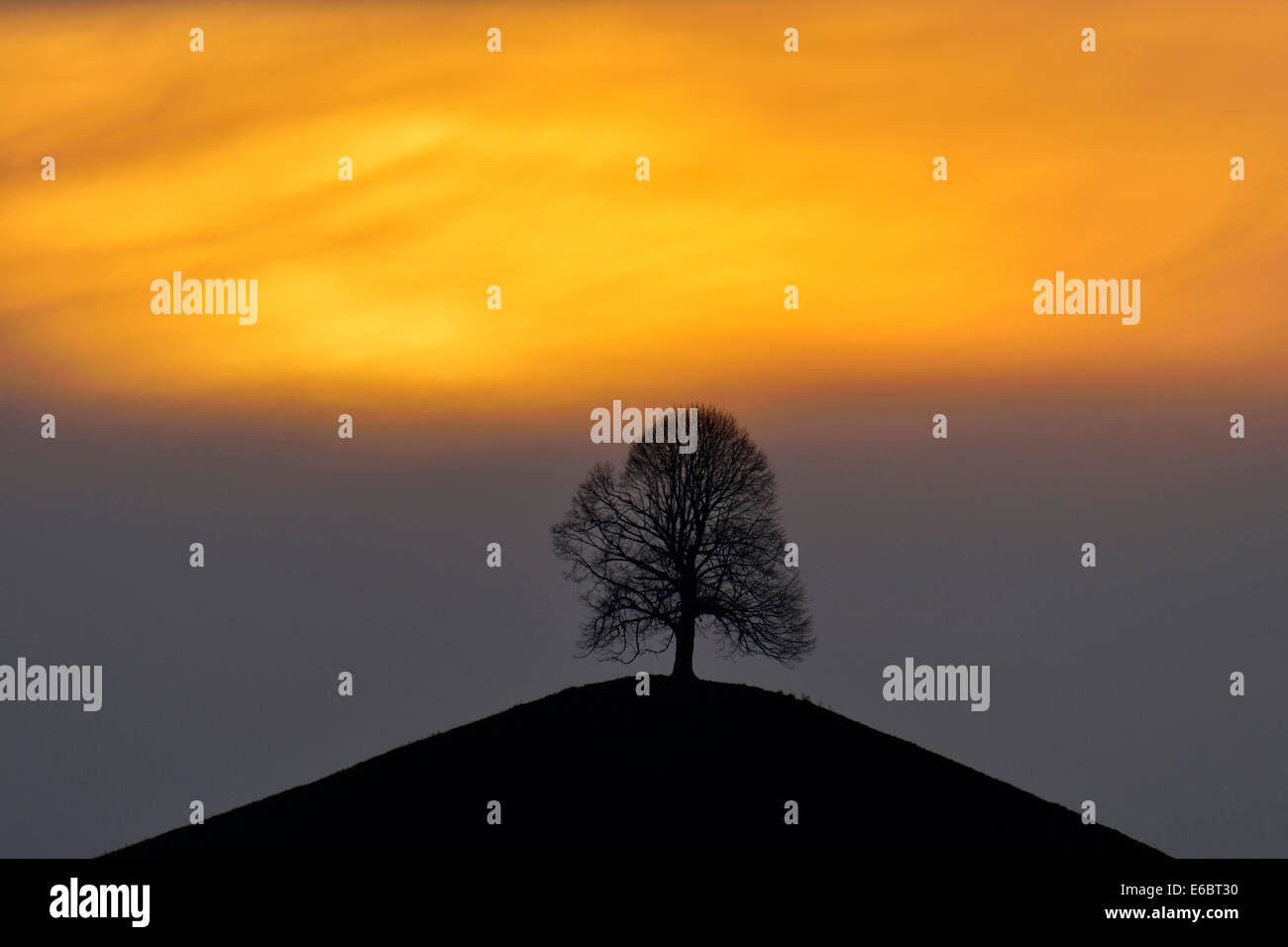 Tiglio (Tilia), sulla collina morenica, nella luce della sera, Hirzel, Cantone di Zurigo, Svizzera Foto Stock