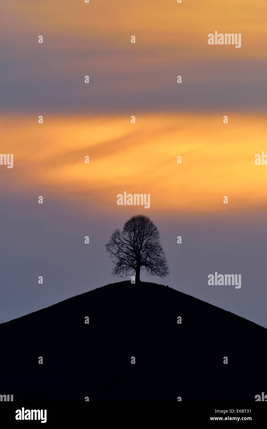 Tiglio (Tilia), sulla collina morenica, nella luce della sera, Hirzel, Cantone di Zurigo, Svizzera Foto Stock