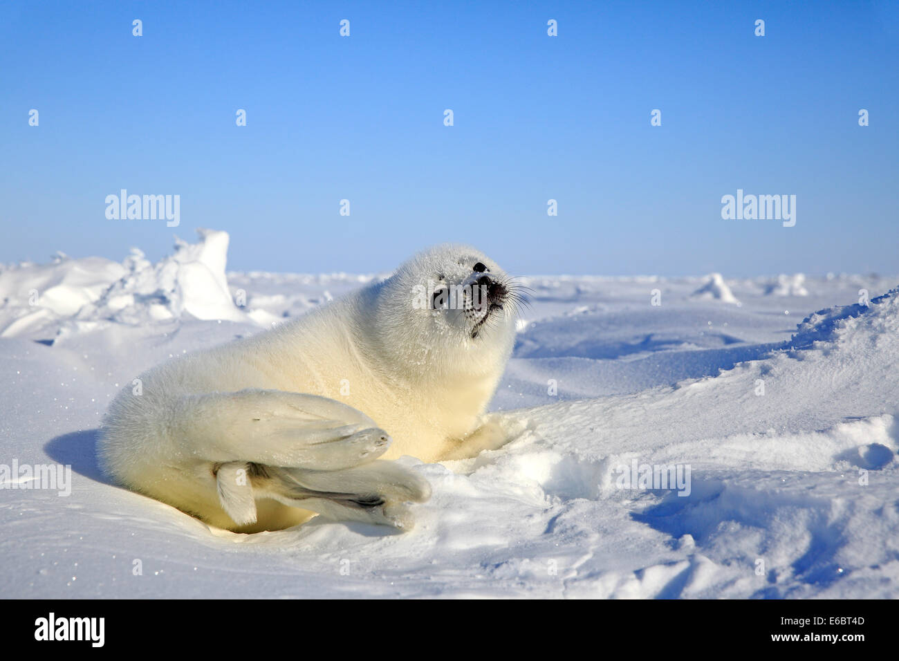 Arpa di tenuta o guarnizione a doppio spiovente (Pagophilus groenlandicus, Phoca groenlandica), pup sulla banchisa, le isole della Maddalena Foto Stock