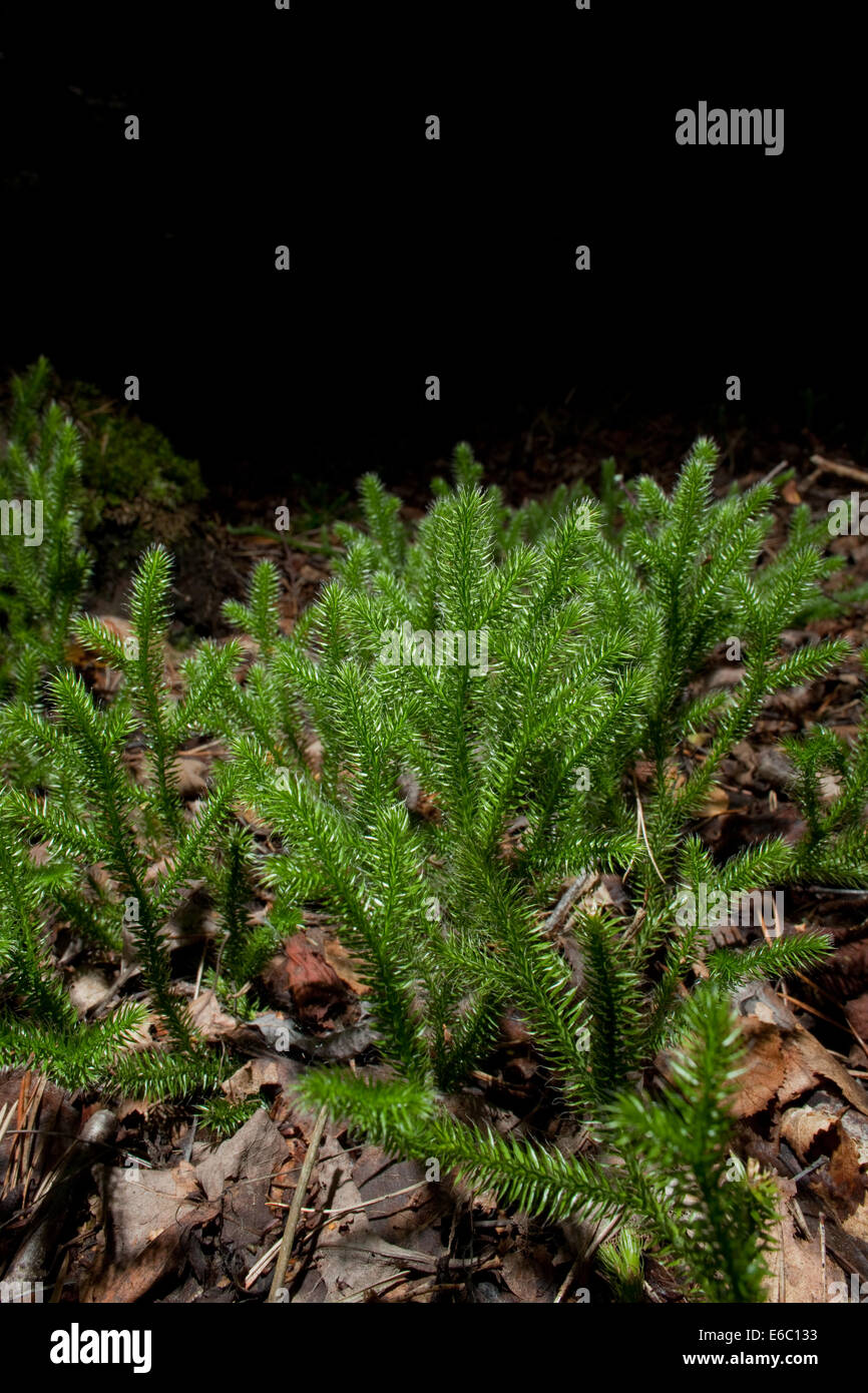 Rigido (clubmoss lycopodium annotinum) Foto Stock